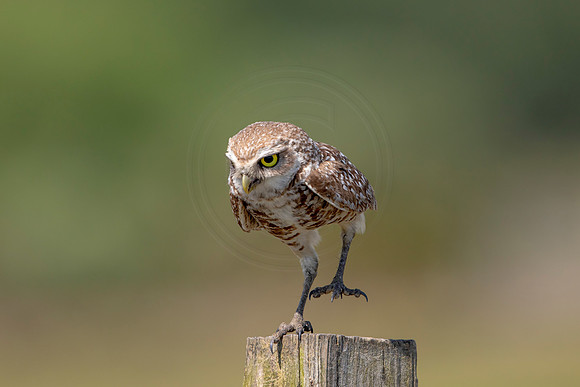 867 burrowing owl (6F3A2139) April 17, 2021