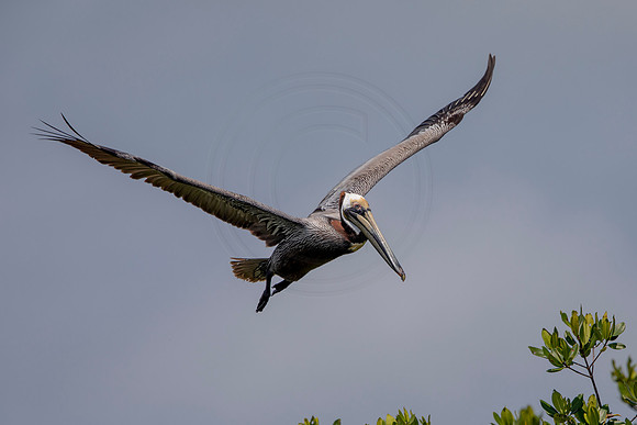 312 pelican (6F3A8039) April 15, 2021