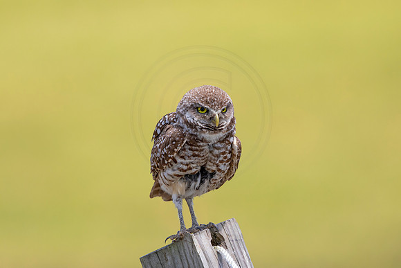 752 burrowing owl (6F3A1513) April 17, 2021