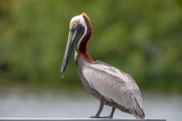 323 pelican (6F3A8172) April 15, 2021