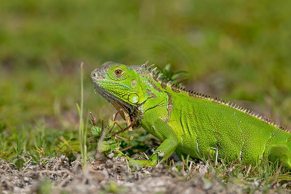 475 iguana (6F3A8970) April 15, 2021