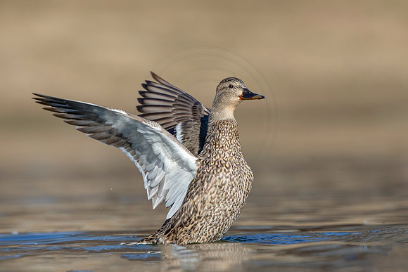 306 mallard (AF3A4629) March 20, 2021