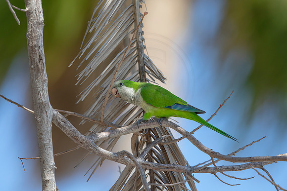 16 monk parakeet (624A5098) April 18, 2021