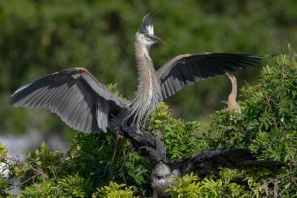 978 gbh (6F3A2983) April 18, 2021