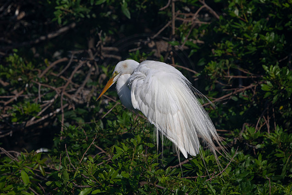 63 egret (6F3A2838) April 18, 2021