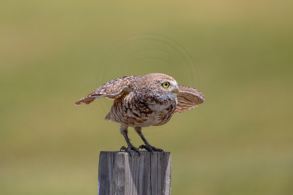 771 burrowing owl (6F3A1644) April 17, 2021