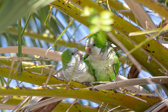 1213 monk parakeet (6F3A5363) April 18, 2021
