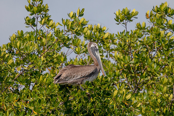 442 pelican (6F3A8817) April 15, 2021
