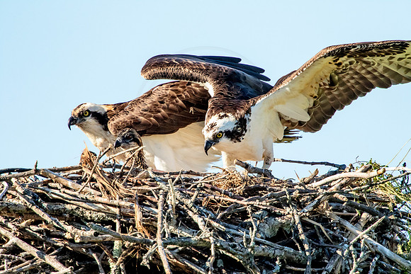 Osprey in Crown Point