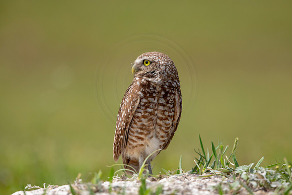 693 burrowing owl (6F3A1169) April 17, 2021