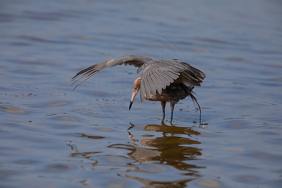 96 reddish egret (6F3A6134) April 15, 2021