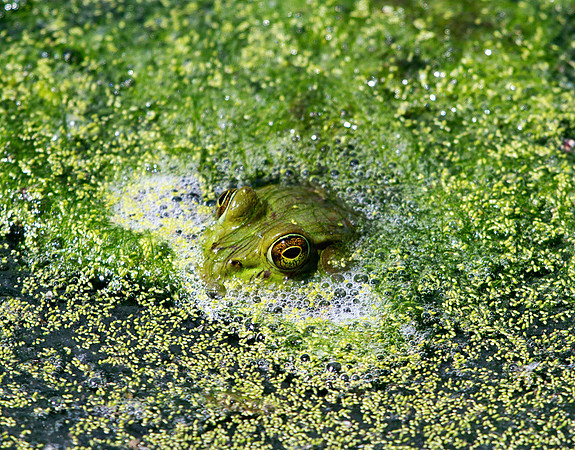 Frog Eyes