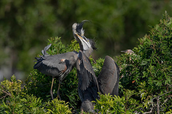 974 gbh (6F3A2945) April 18, 2021