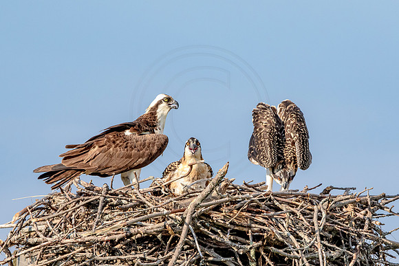 Osprey in Crown Point