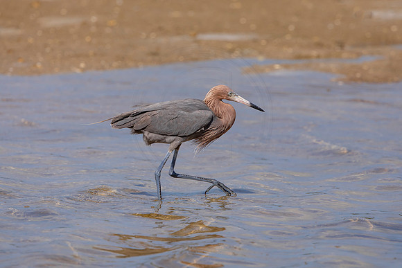 192 reddish egrets (6F3A6817) April 15, 2021