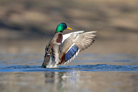 291 mallard (AF3A4558) March 20, 2021