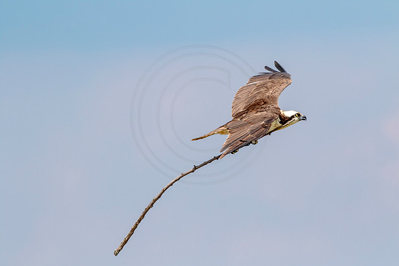 Osprey in Crown Point