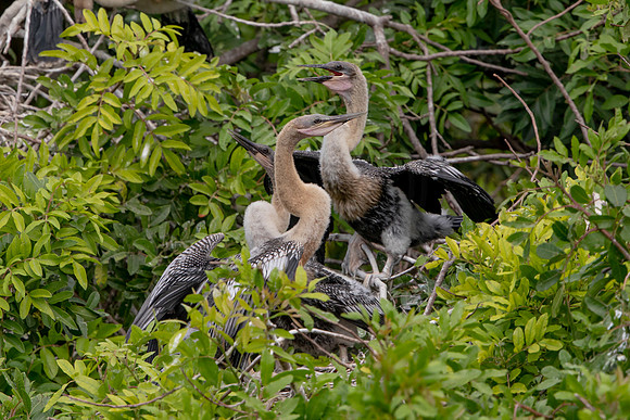 1163 anhinga (6F3A4757) April 18, 2021