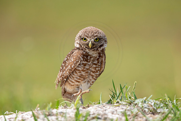690 burrowing owl (6F3A1166) April 17, 2021