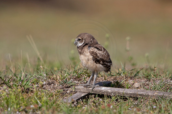 1240 burrowing owl (6F3A5873) April 18, 2021