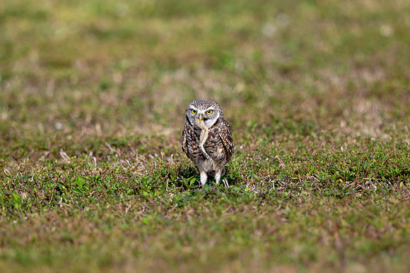 568 burrowing owl (6F3A0165) April 17, 2021