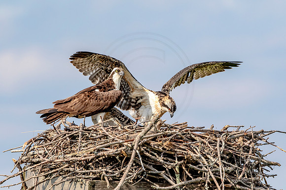 Osprey in Crown Point
