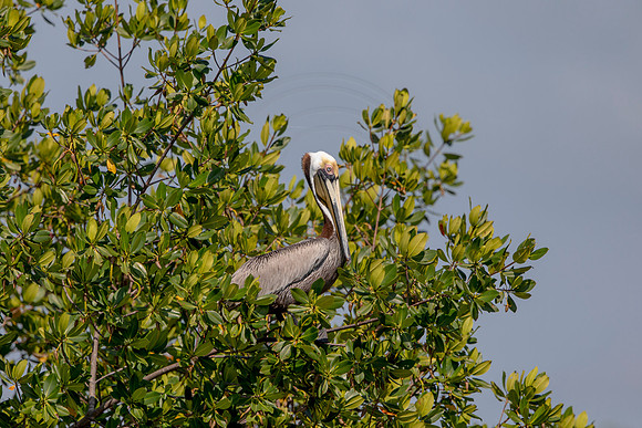 431 pelican (6F3A8760) April 15, 2021