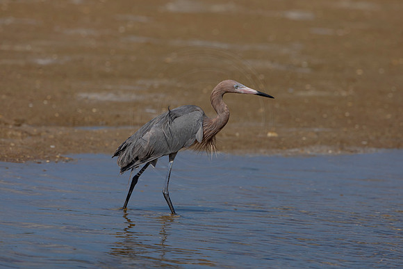 182 reddish egrets (6F3A6786) April 15, 2021