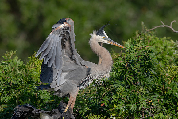 982 gbh (6F3A2989) April 18, 2021