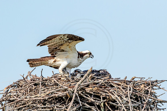 Osprey in Crown Point