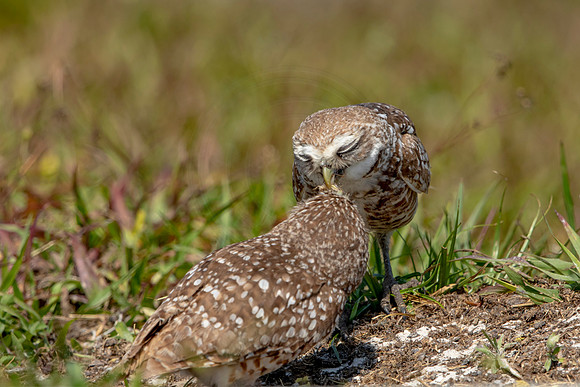839 burrowing owl (6F3A2014) April 17, 2021