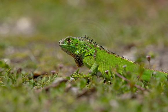 309 iguana (6F3A8004) April 15, 2021