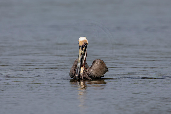 424 pelican (6F3A8710) April 15, 2021