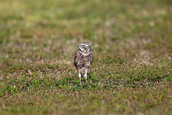 576 burrowing owl (6F3A0188) April 17, 2021
