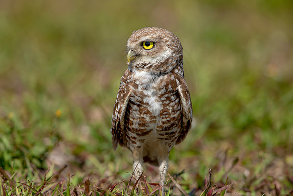 918 burrowing owl (6F3A2474) April 17, 2021