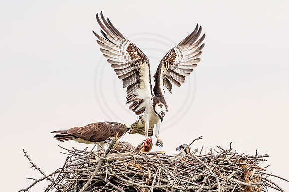 Osprey in Crown Point
