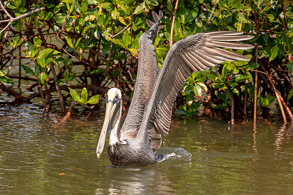 418 pelican (6F3A8657) April 15, 2021