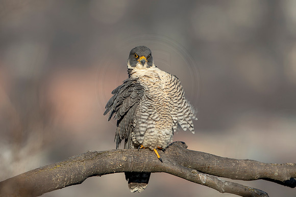 144 peregrine falcon (AF3A2807) March 7, 2021