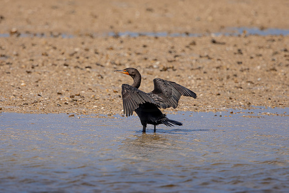 228 cormorant (6F3A7148) April 15, 2021