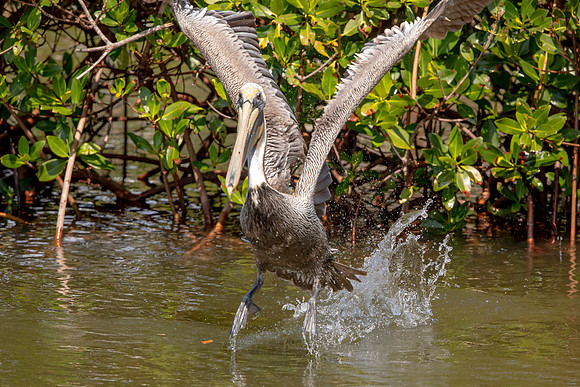 419 pelican (6F3A8658) April 15, 2021