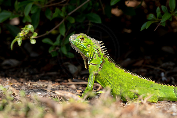 305 iguana (6F3A7986) April 15, 2021
