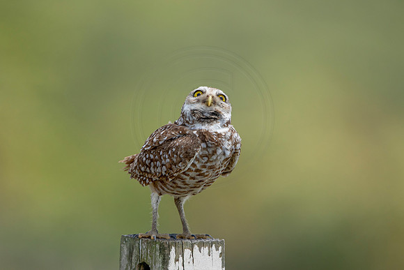 745 burrowing owl (6F3A1480) April 17, 2021