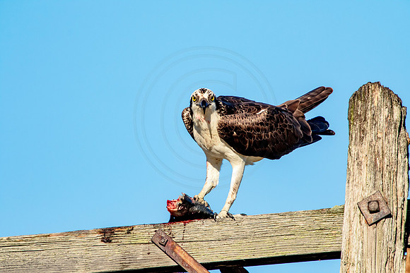 Osprey in Crown Point