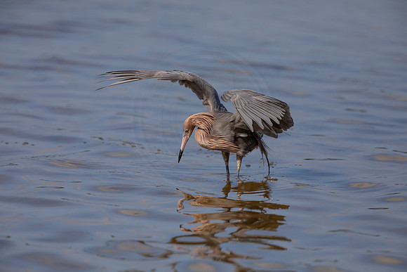 95 reddish egret (6F3A6133) April 15, 2021