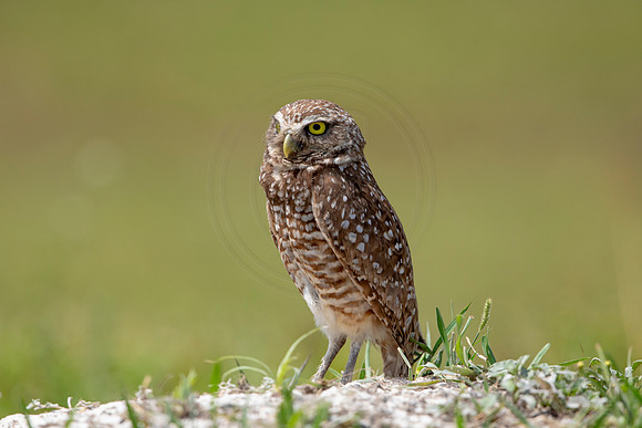 704 burrowing owl (6F3A1235) April 17, 2021