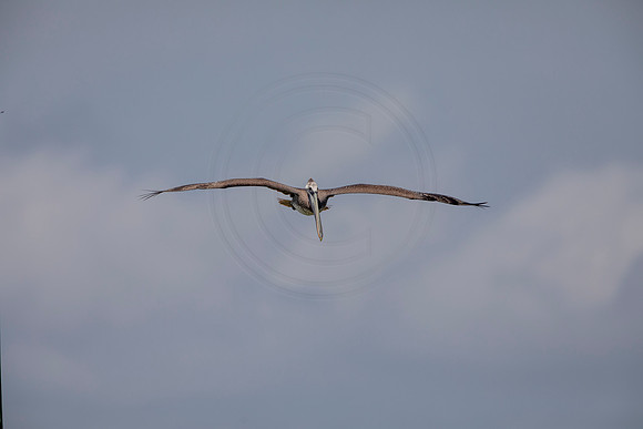 333 pelican (6F3A8249) April 15, 2021