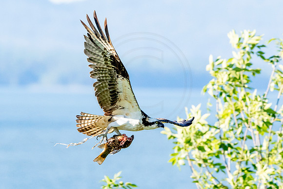 Osprey in Crown Point