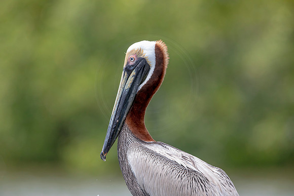 320 pelican (6F3A8166) April 15, 2021