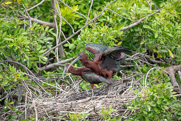 1155 glossy ibis (6F3A4689) April 18, 2021