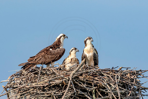 Osprey in Crown Point